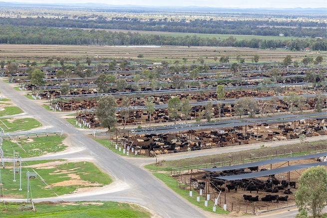 Aerial view of cattle in the pens of an Allied Beef feedlot