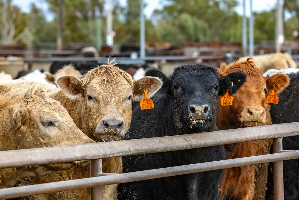 Four cattle with orange ear tags feeding at a feedlot rail