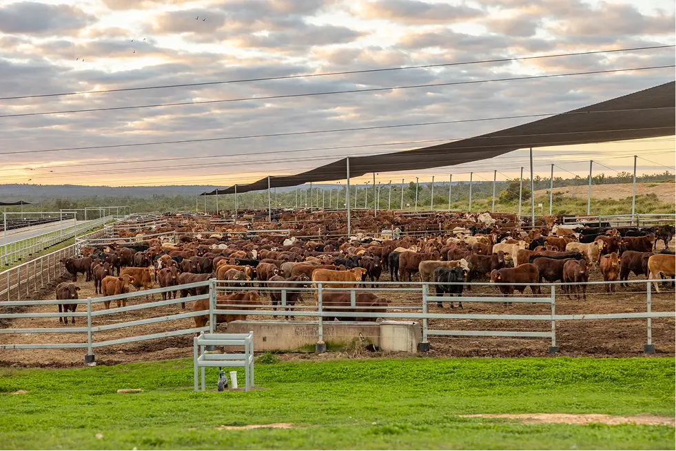 Cattle resting under shade structures in a feedlot pen