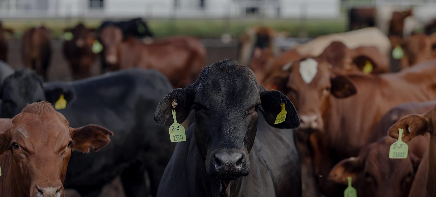 Close-up of black and red cattle with yellow ear tags in a feedlot pen