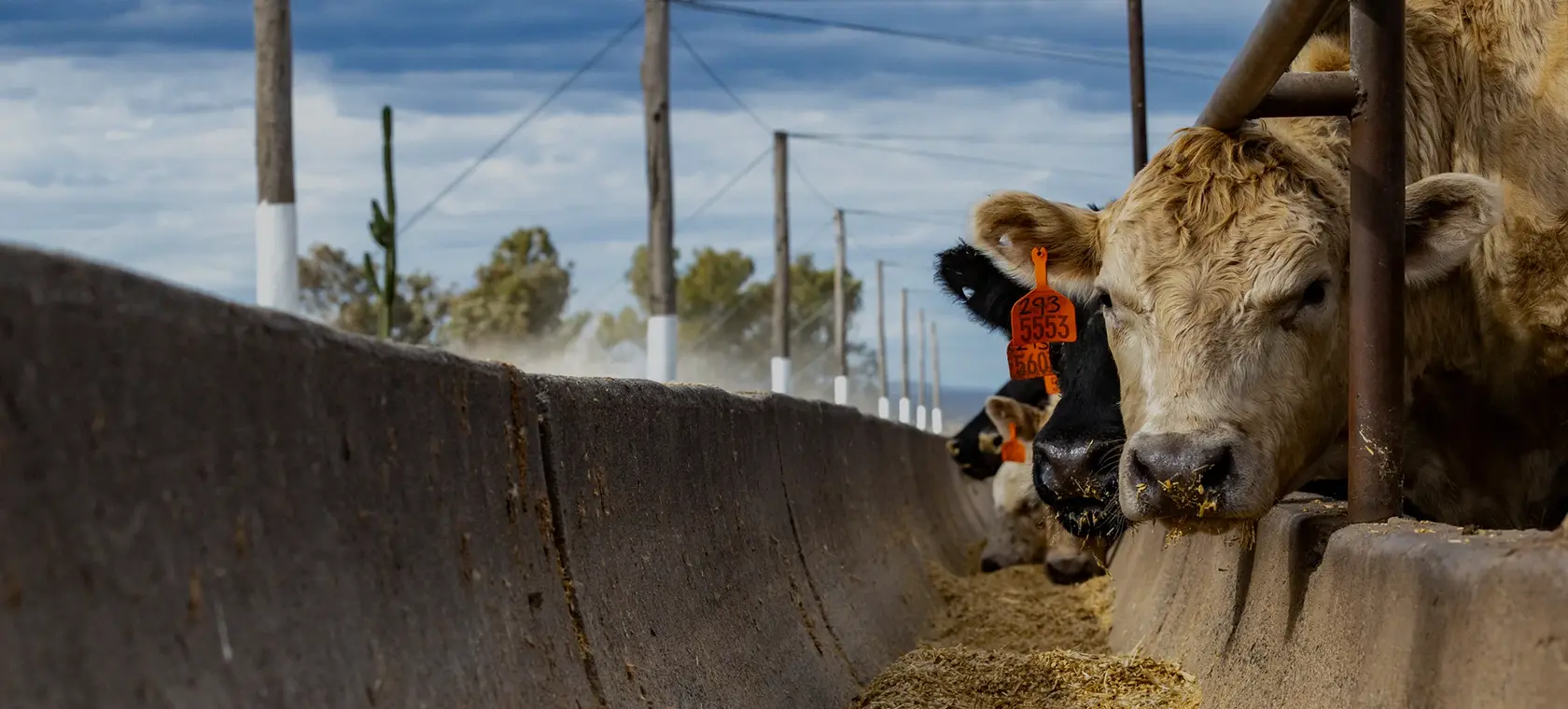 Cattle feeding at a bunk along the fence line of a feedlot pen