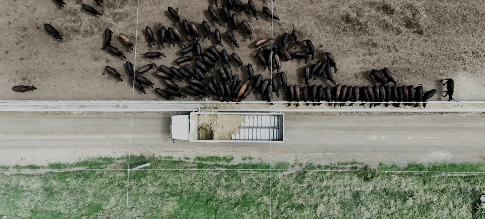 Overhead view of a feed truck delivering ration to cattle at the bunk