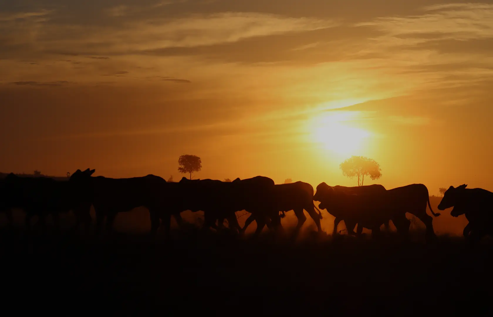 Herd of cattle walking through open paddock at sunset