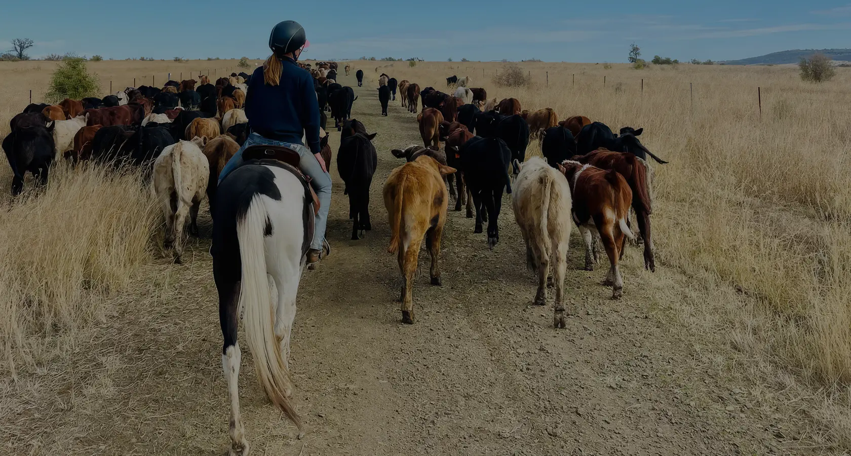 Mob of mixed cattle walking towards camera through dry grass country