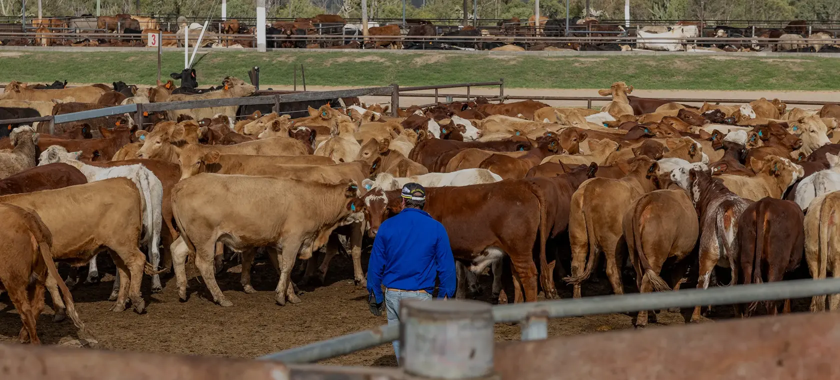 Allied Beef stockman in a blue work shirt working cattle in a feedlot pen