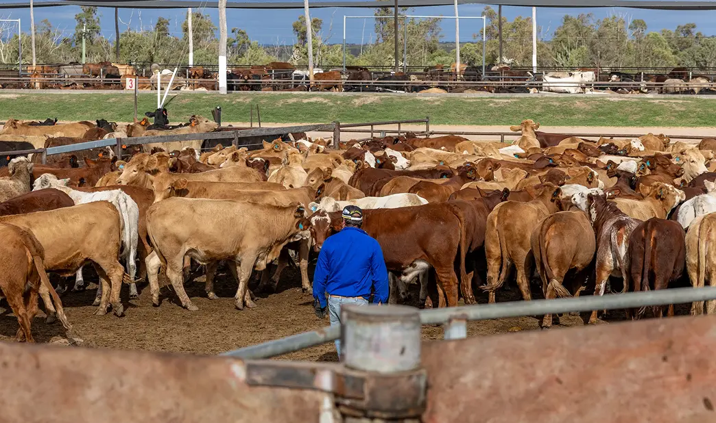 Allied Beef stockman in a blue work shirt walking through a pen of cattle