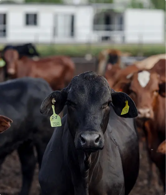 Close-up of black and red cattle wearing green ear tags