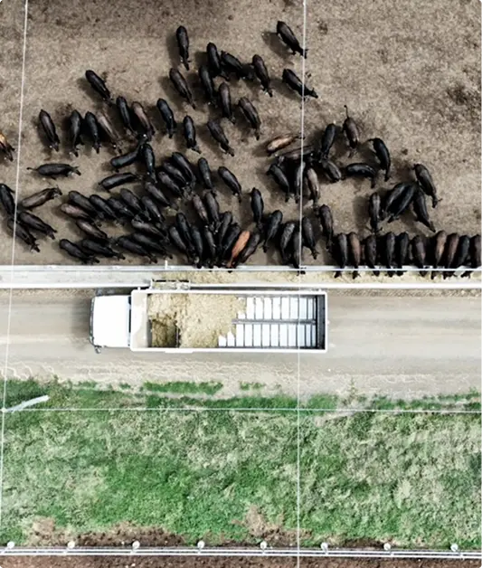 Aerial view of a feed truck delivering ration to cattle along a feedlot bunk