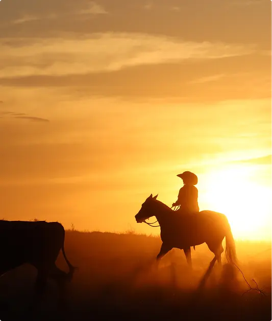 Stockman on horseback silhouetted against a sunset