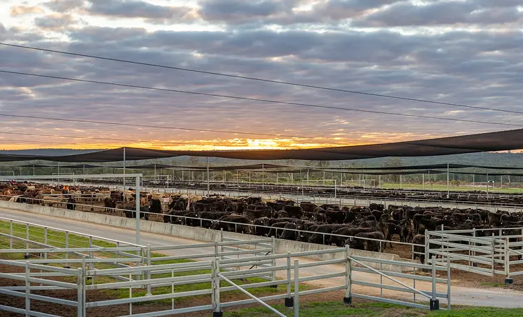 Sunrise over the pens of an Allied Beef feedlot