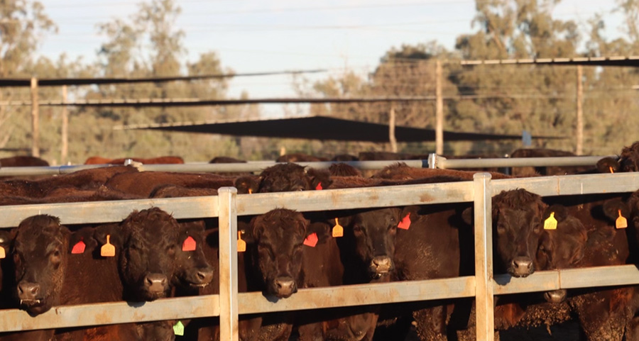 Red and black cattle with coloured ear tags at the feed bunk at Yarranbrook