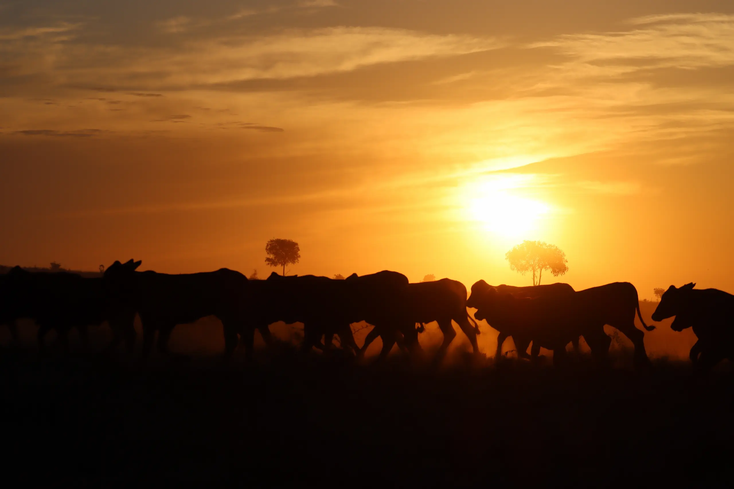 Mob of cattle silhouetted against a sunset on Allied Beef country