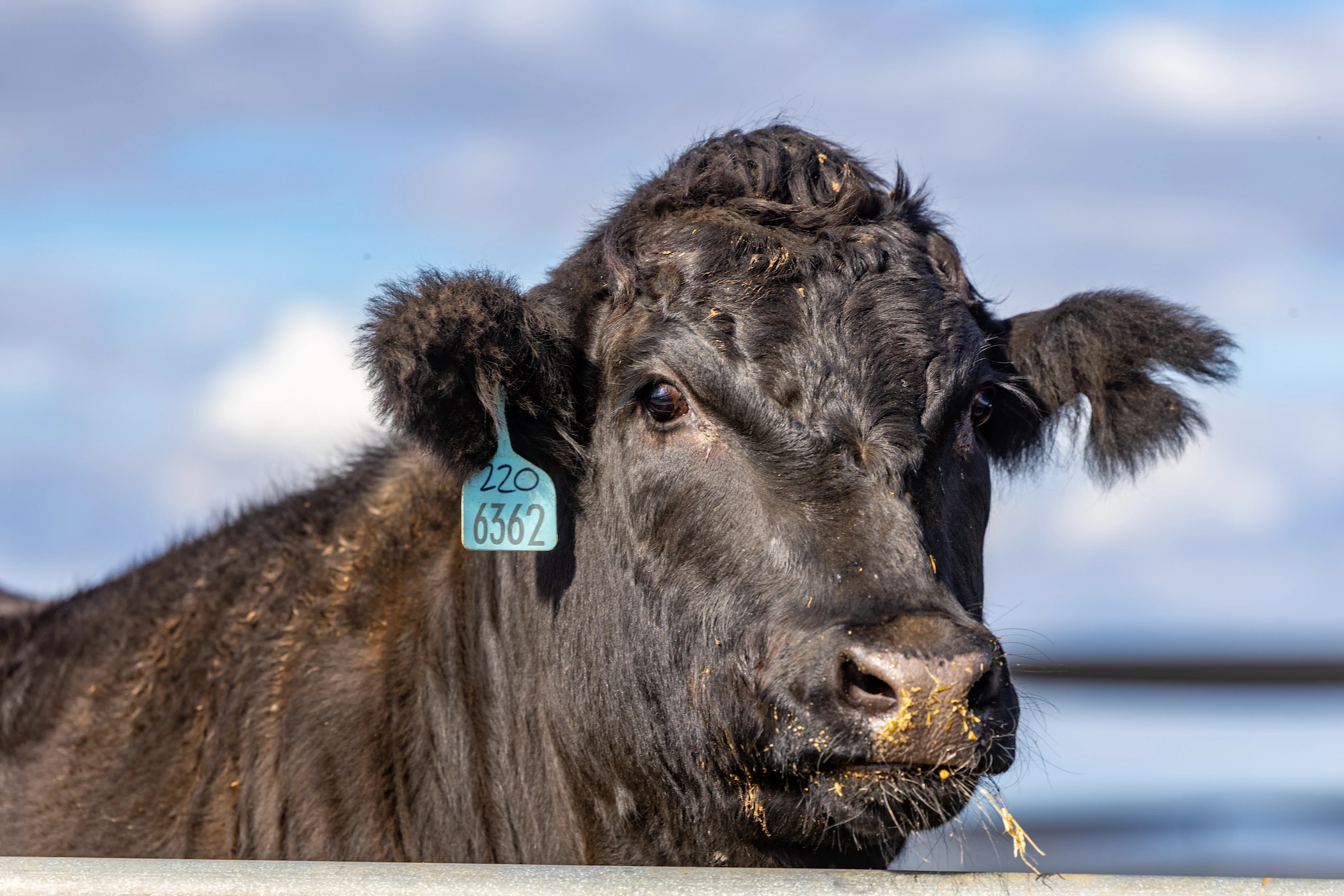Close-up of a black Angus steer with a numbered ear tag