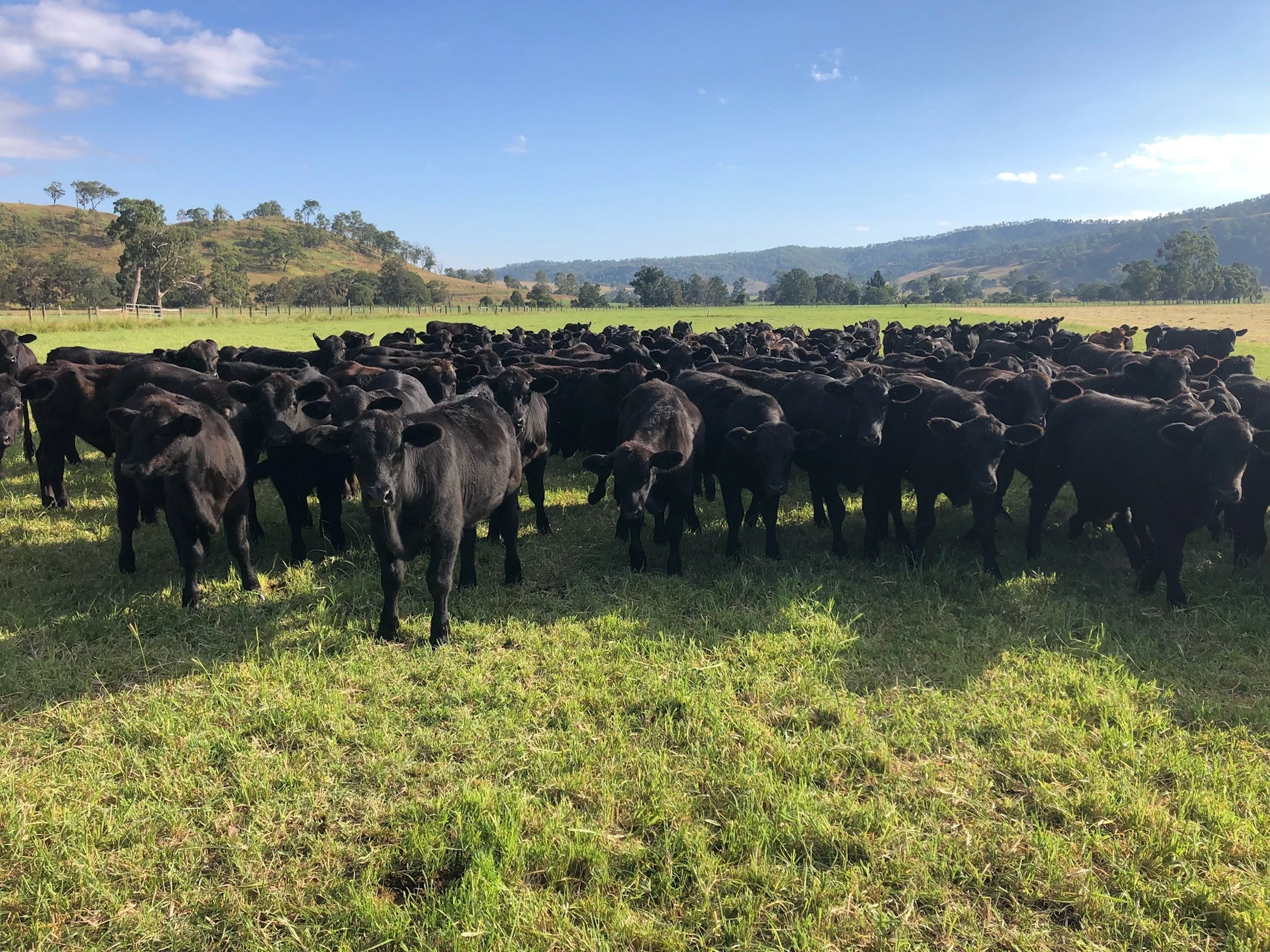Mob of black cattle grazing green pasture on backgrounding country