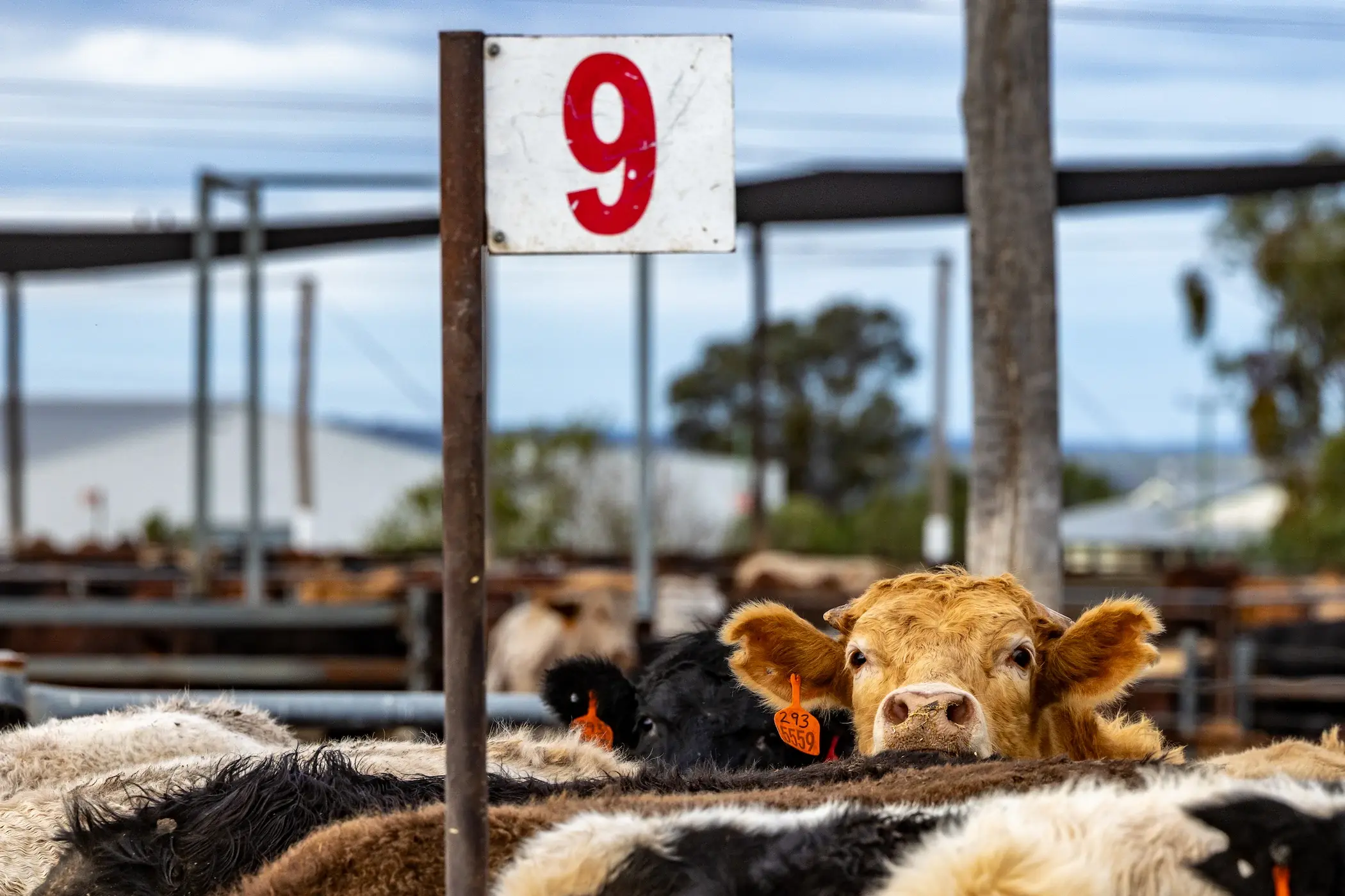 Cattle standing under a shade structure in a feedlot pen