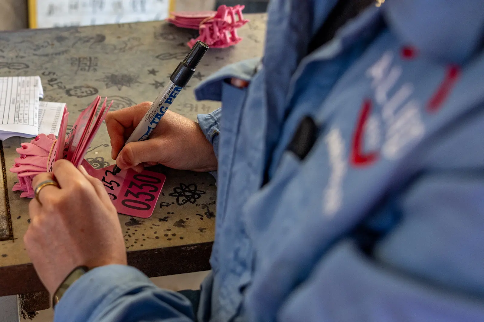 Allied Beef team member writing identification numbers on cattle ear tags