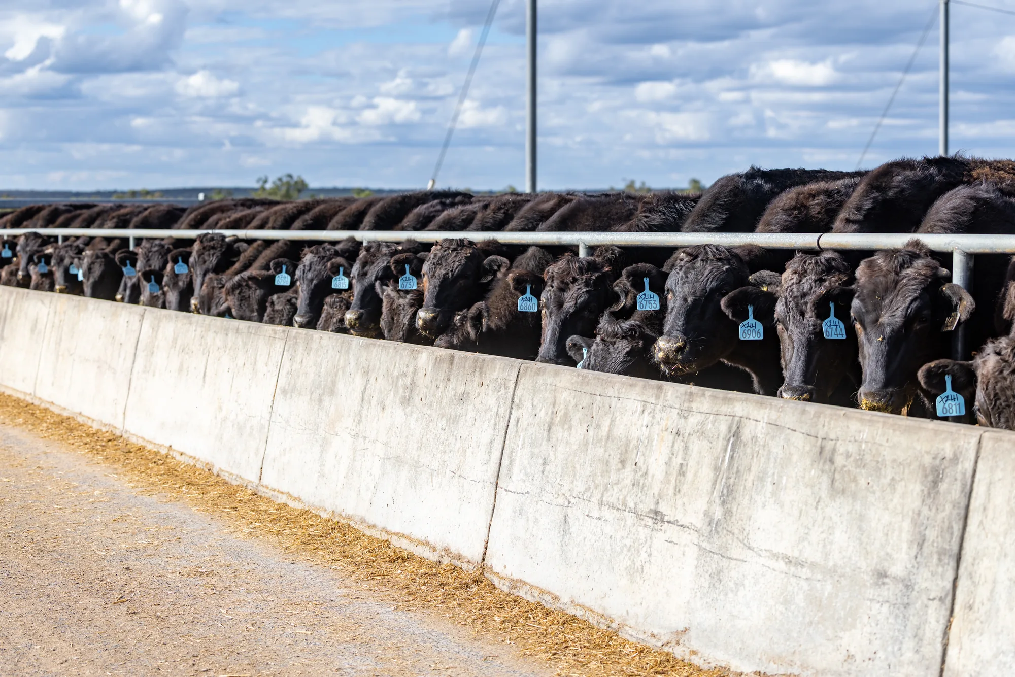 Row of black cattle with blue ear tags feeding along a concrete bunk